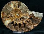 Stunning Cut & Polished Ammonite #6878-3